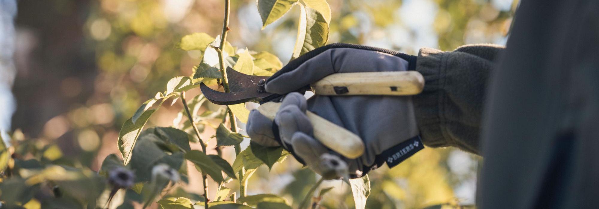 Person pruning a rose