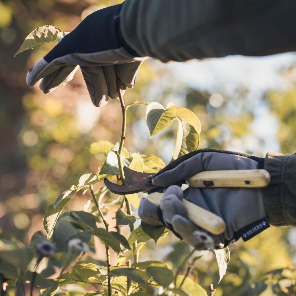 Person pruning a rose