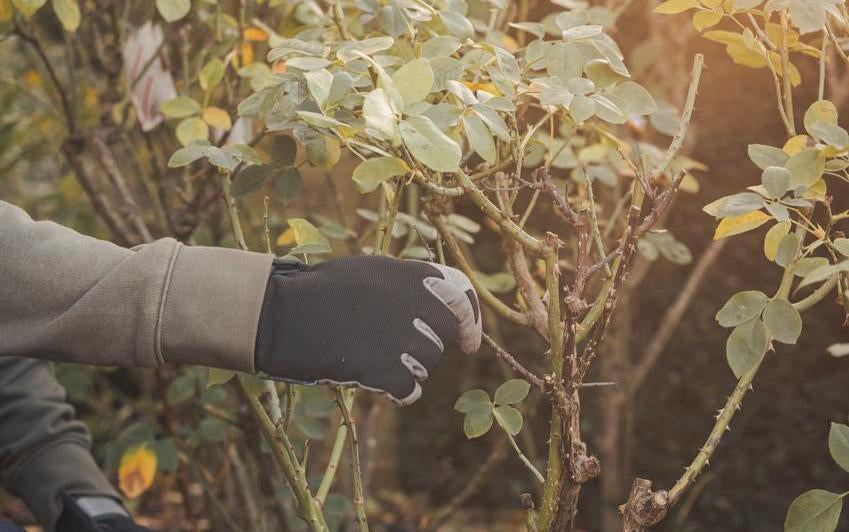 Person showing weak growth on a shrub rose