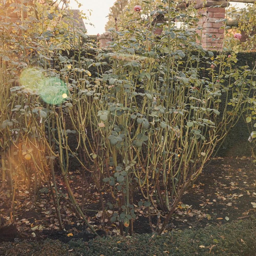 Wide shot of a established shrub rose in a border about to be pruned