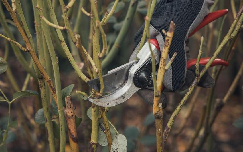 Person pruning a English shrub rose