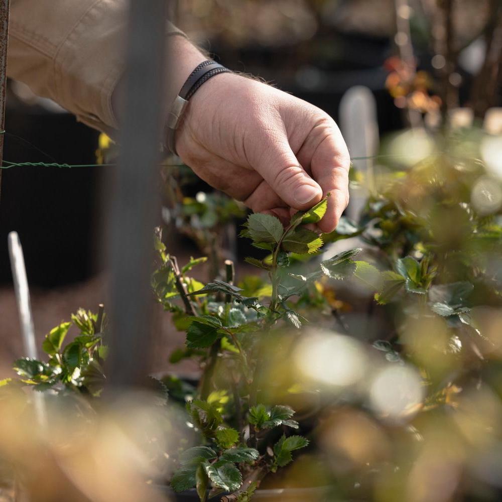 Man holding a seedling leaf
