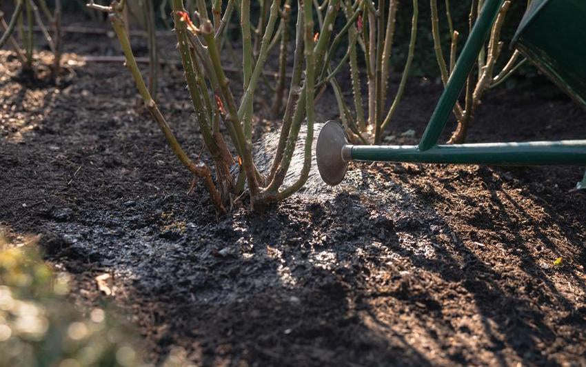 Person watering a rose