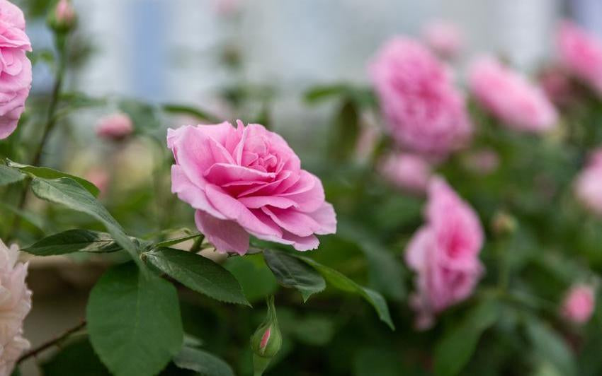Gertrude Jekyll pink shrub rose bred by David Austin