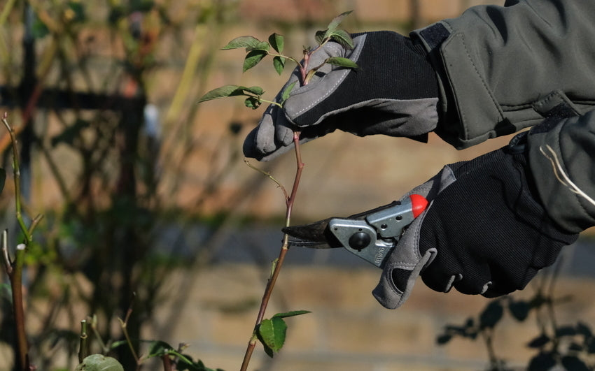 person pruning a rose