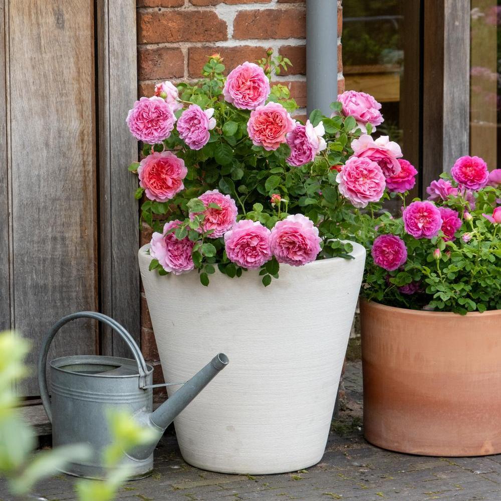 Princess Alexandra of Kent pink rose bred by David Austin in a pot