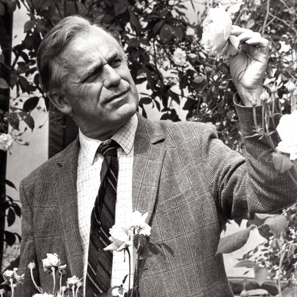 David C. H. Austin gazing at a rose