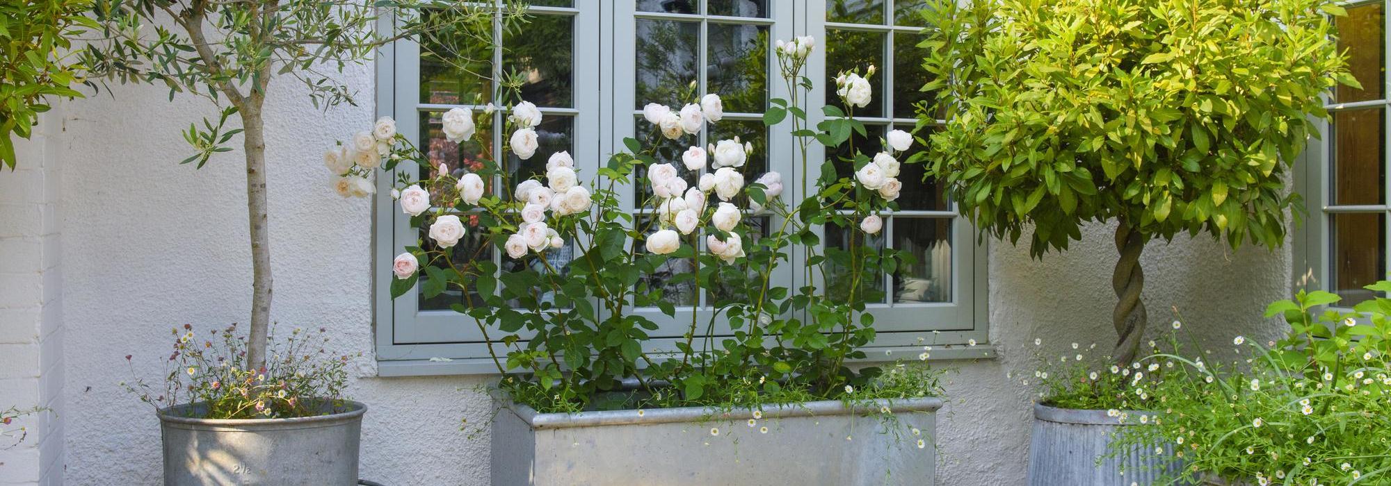 Rosa Desdemona, white rose bred by David Austin in a container against a house