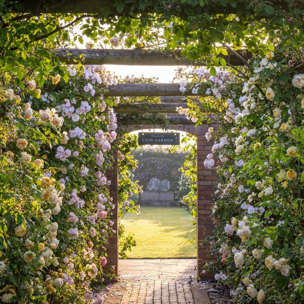 David Austin rose garden showing pergolas with roses