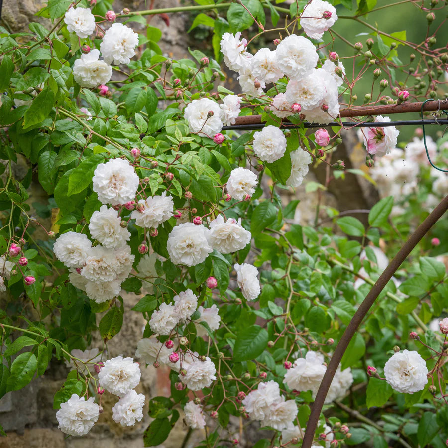 Felicite_et_Perpetue pink white rambling rose