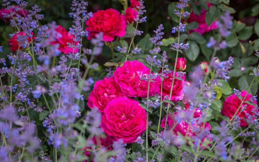 Gabrial oak_with_catmint