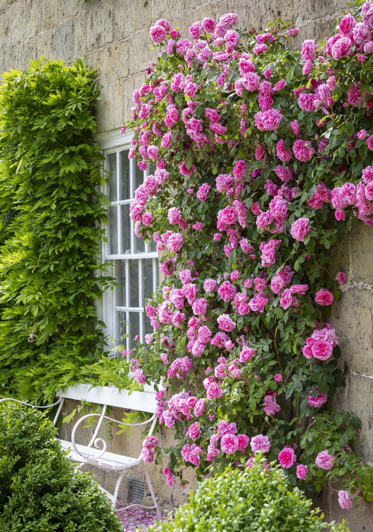 Gertrude Jekyll pink English rose bred by David Austin growing up a wall with a white bench next to it