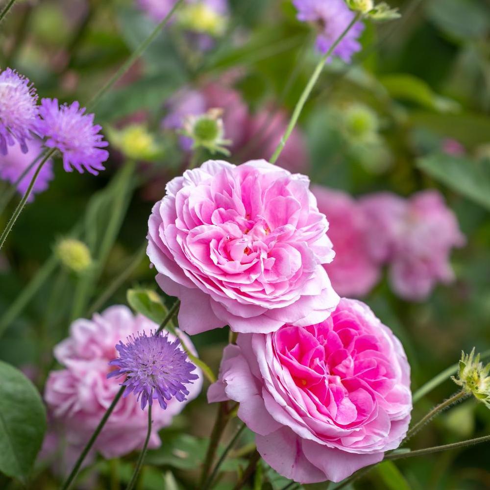 Gertrude Jekyll pink rose bred by David Austin with companion plants