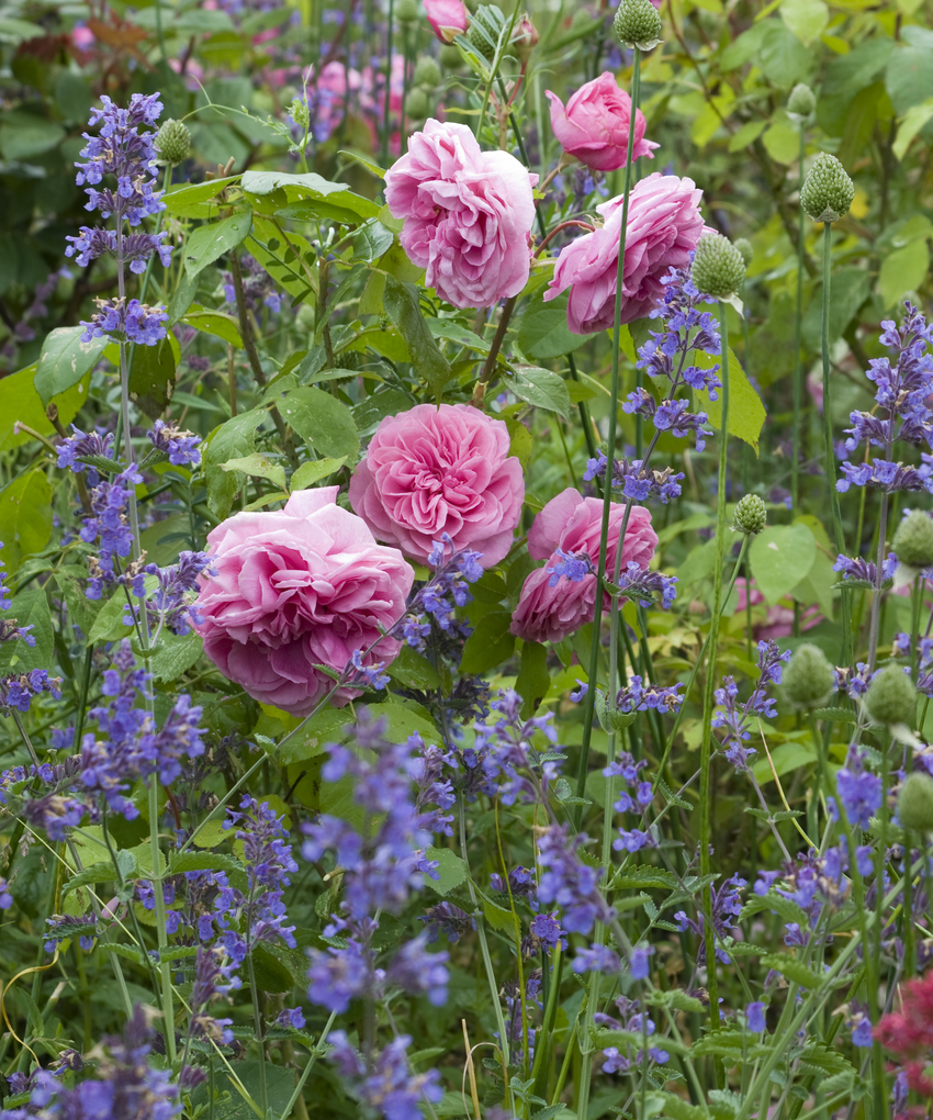 Gertrude Jekyll pink rose bred by David Austin in a border with companion plants