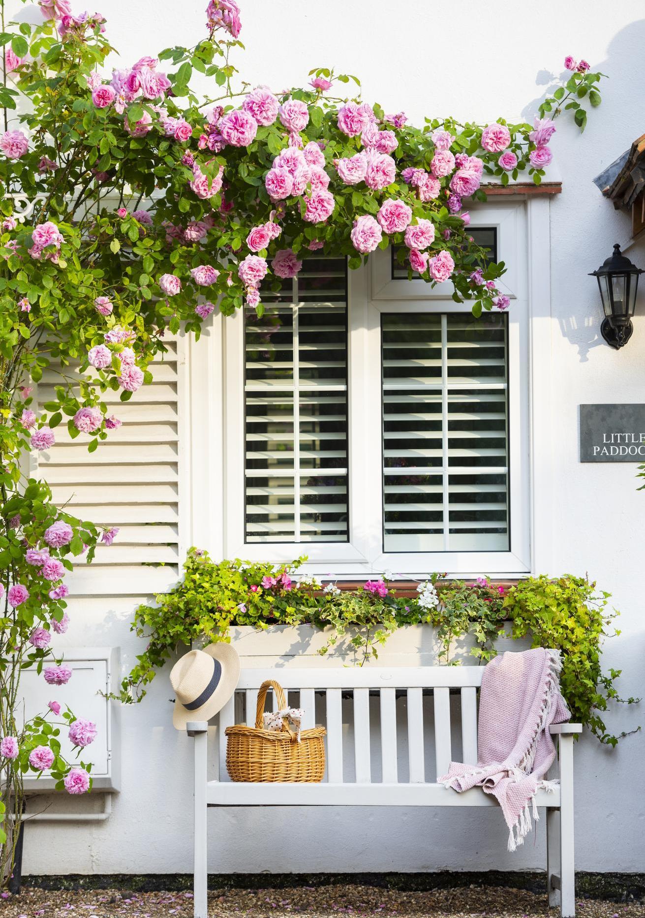 Gertrude Jekyll pink climbing rose growing up a wall