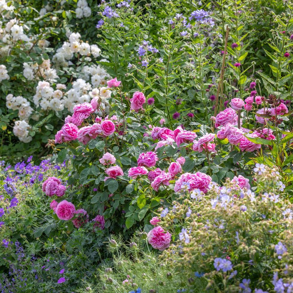 ertrude Jekyll pink rose bred by David Austin in a border with companion plants