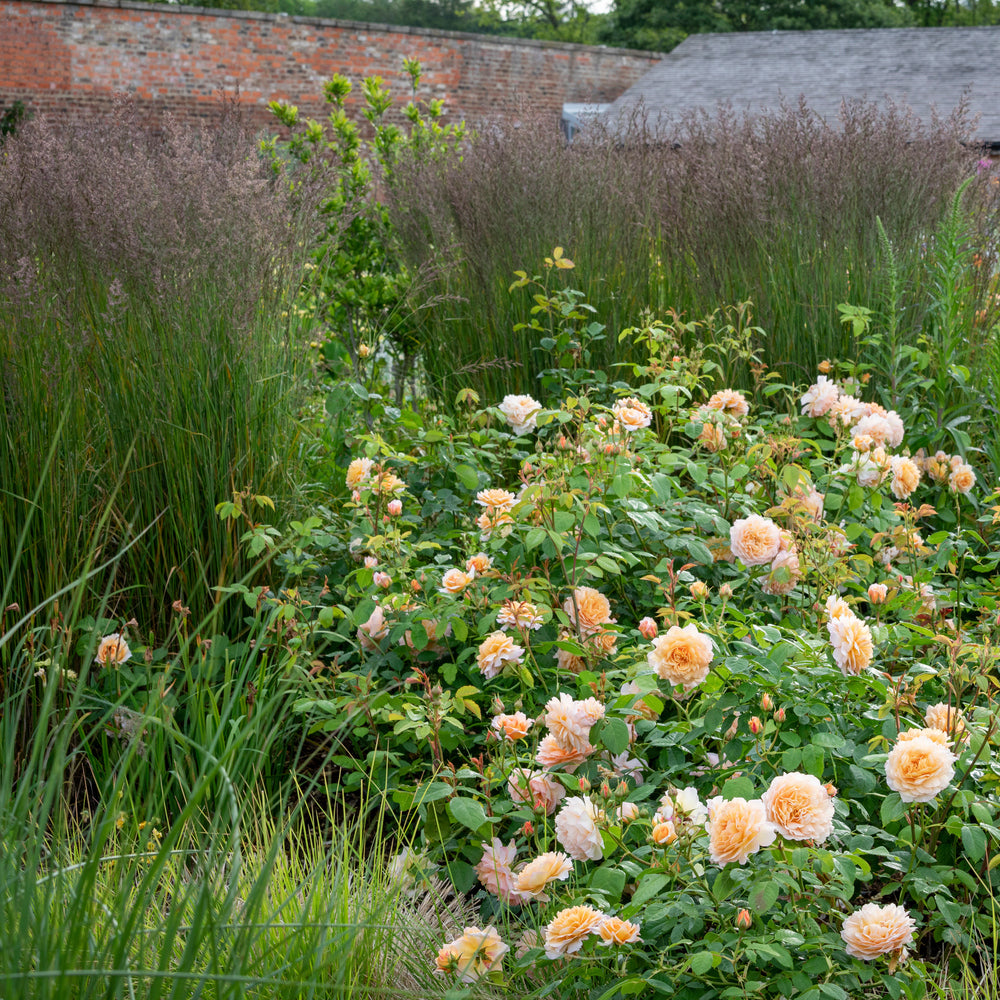 Garden shot of rosa Grace bred by David Austin with companion grasses