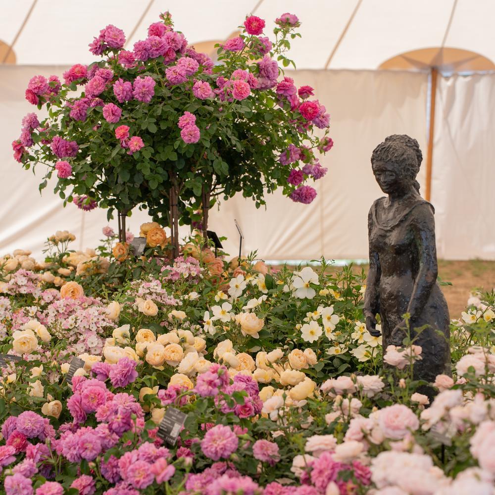 image of David Austin's display at Hampton court showing a range of English roses with a sculpture created by Pat Austin