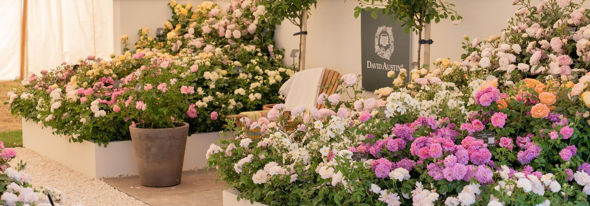 image of David Austin's display at Hampton court showing a range of English roses