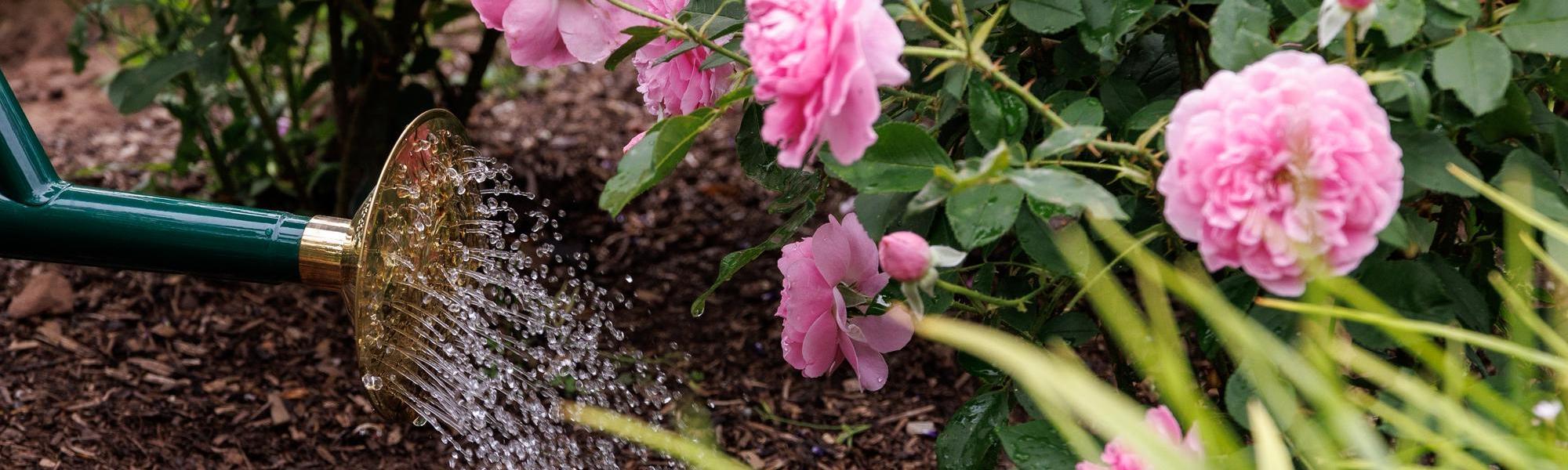 Image of a Haws watering can watering Harlow Carr, a rose bred by David Austin Rose.