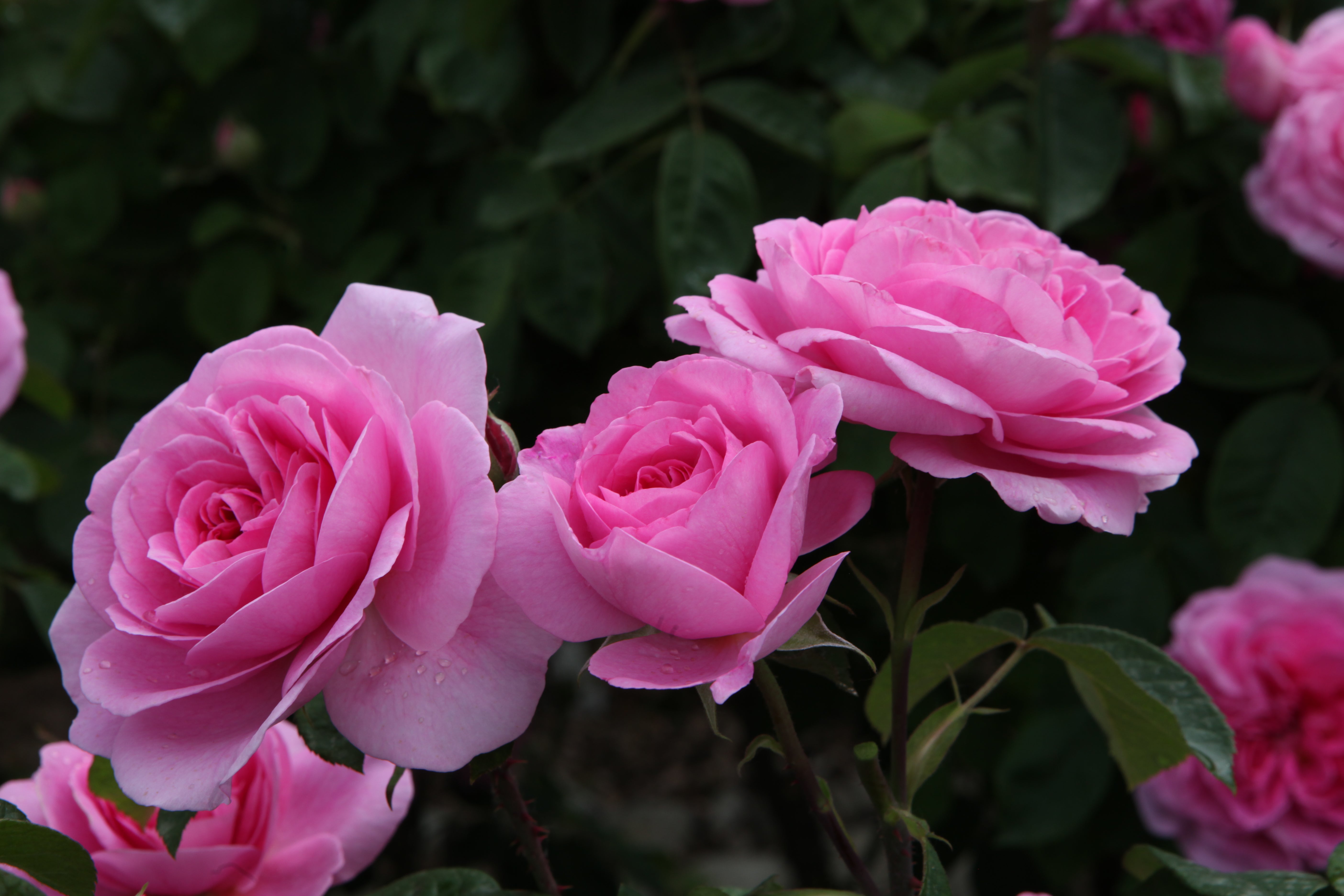 Gertrude Jekyll® (Ausbord) featured at Quando Fioriranno Le Rose ad Assisi