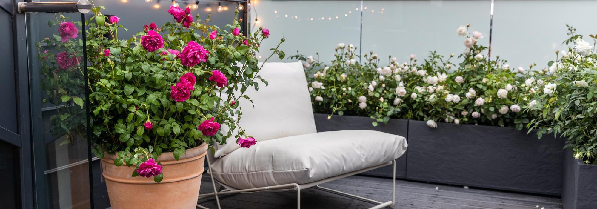 James L. Austin rose bred by David Austin planted in a pot positioned on a roof top balcony in Shrewsbury