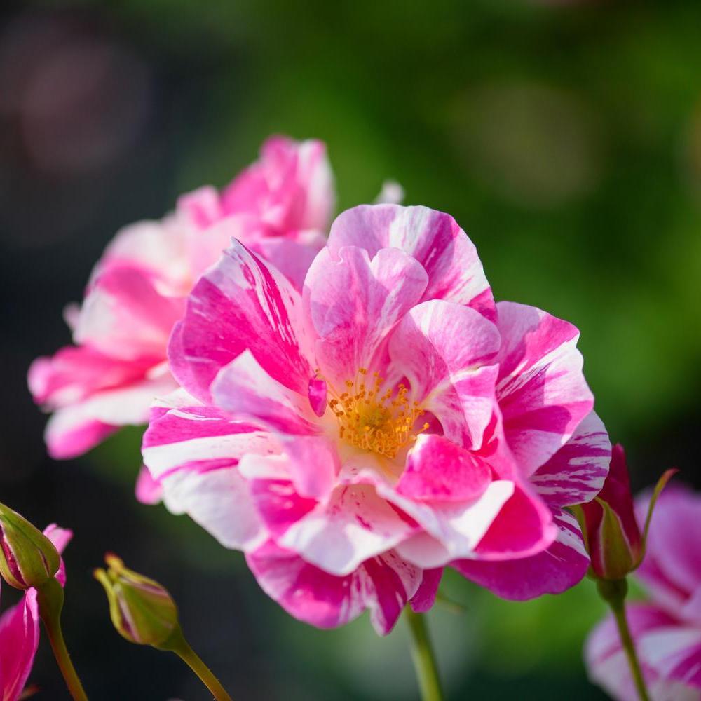 The King's Rose