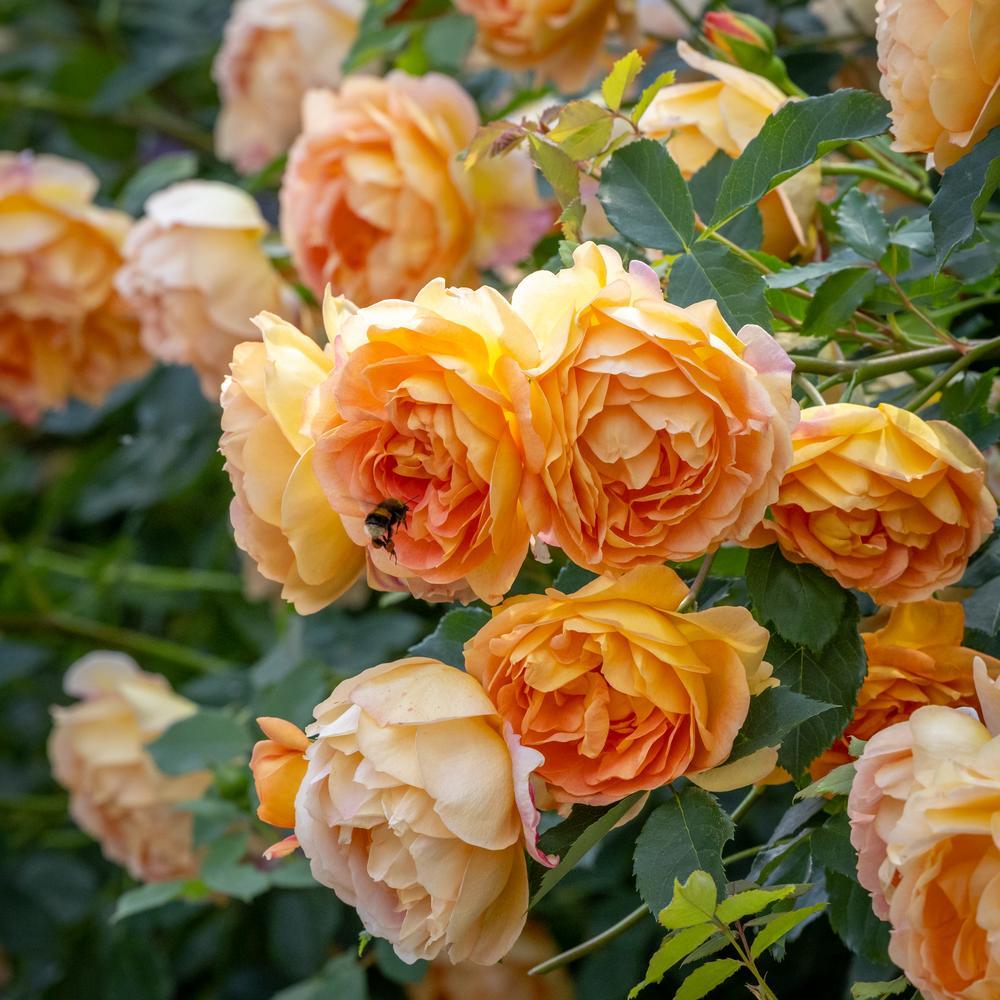 Image of Lady of Shalott with a bee, English rose by David Austin Roses.