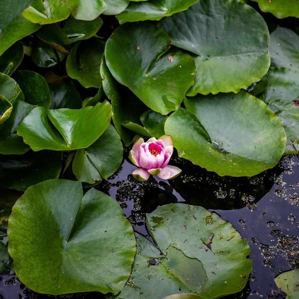 Lilipad flower in David Austin's house in Shropshire.