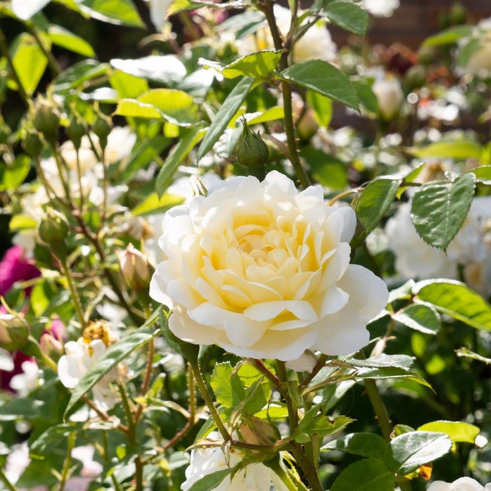 Nye Bevan (Auspital) | English Shrub Rose | David Austin Roses