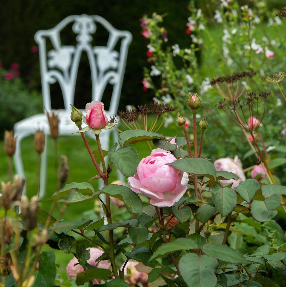 Olivia Rose Austin bloom bred by David Austin in his Shropshire garden