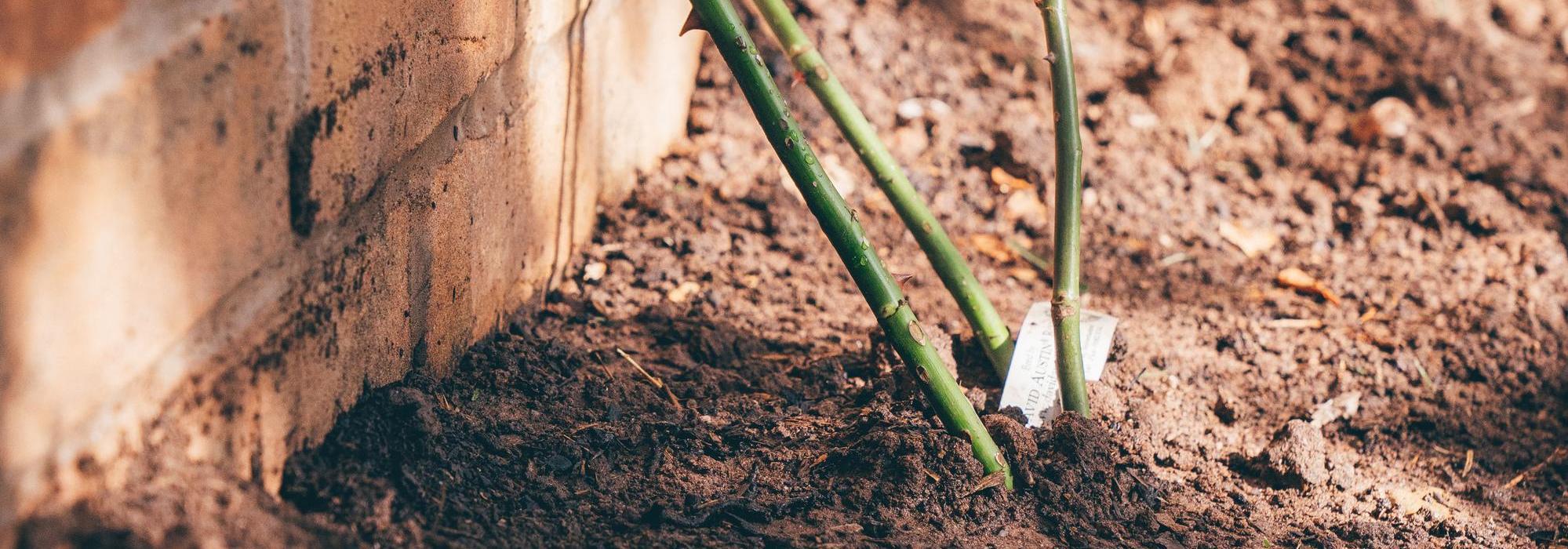 Bare root rose bred by David Austin in the ground