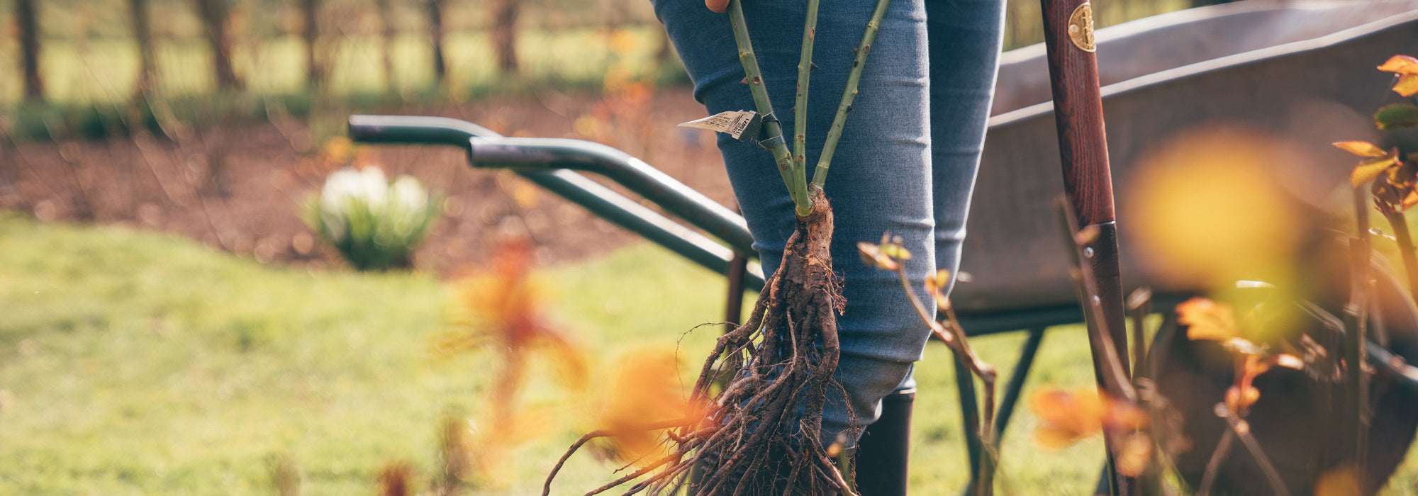 A person carrying a bare root rose bred by David Austin