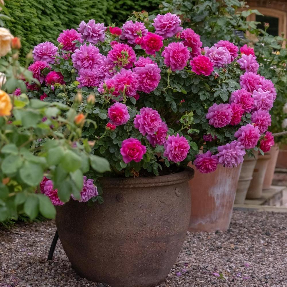 Princess Anne, pink rose bred by David Austin in a pot