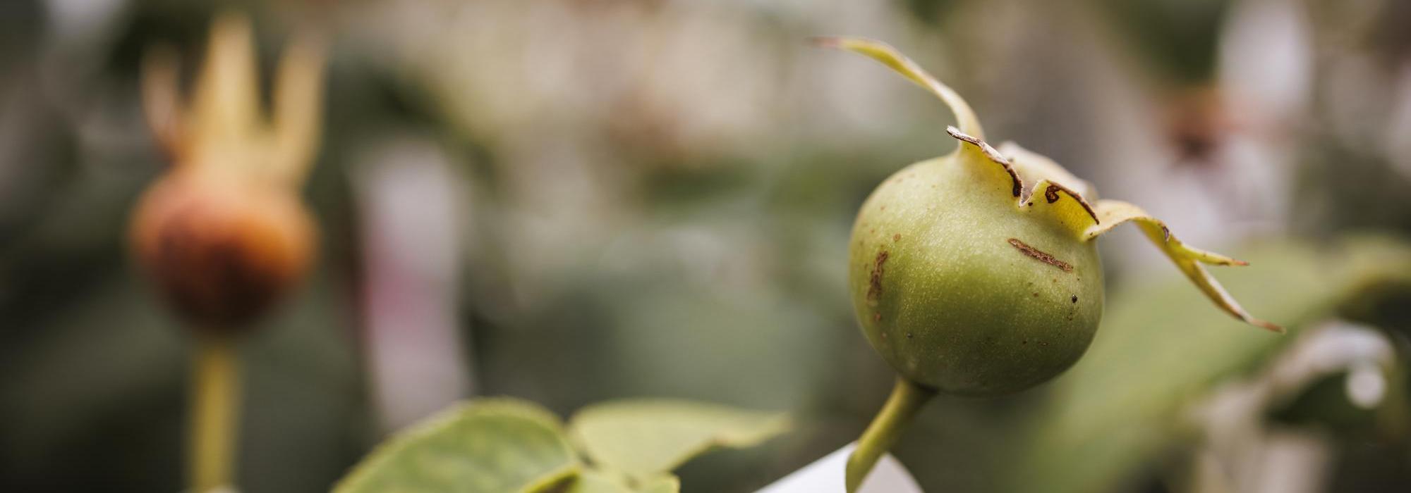 Image of rose hip in a greenhouse  at David Austin roses