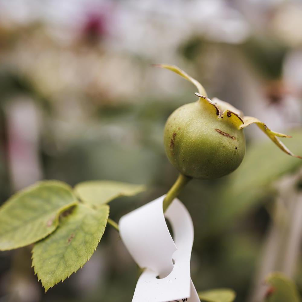 Image of rose hip in a greenhouse  at David Austin roses