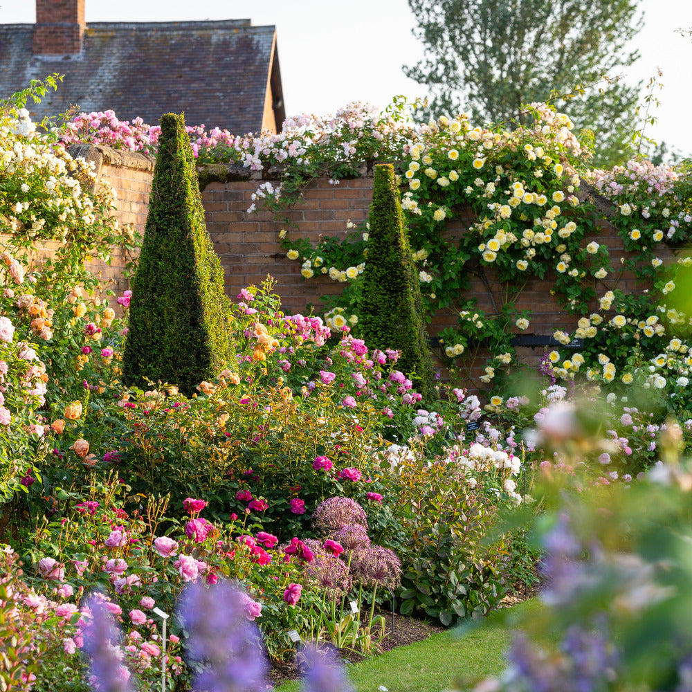 David Austin Lion Garden featuring English roses and companion plants