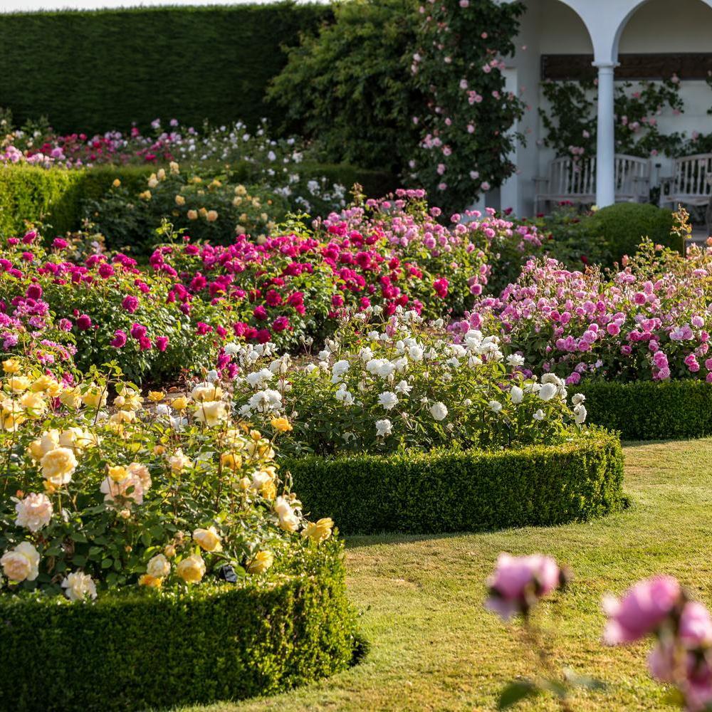 Renaisance_Garden of English roses bred by David Austin in a border