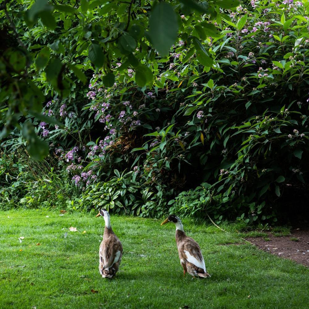 Ducks in David Austin's house in Shropshire.