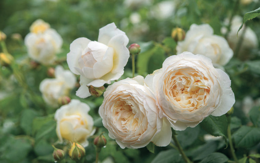 Claire Austin, rose bred by David Austin.