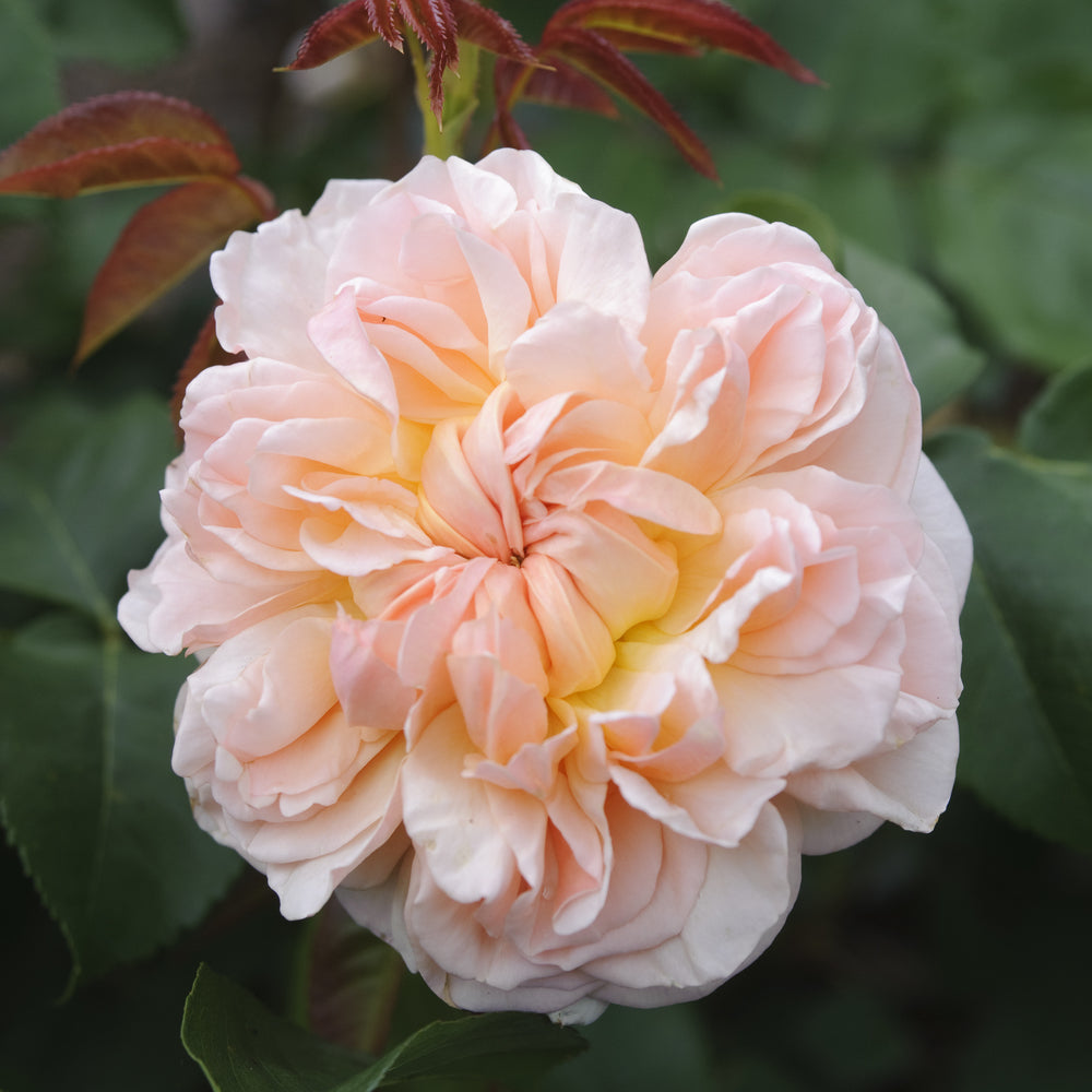 evelyn rose seeds Evelyn (Aussaucer) | English Shrub Rose