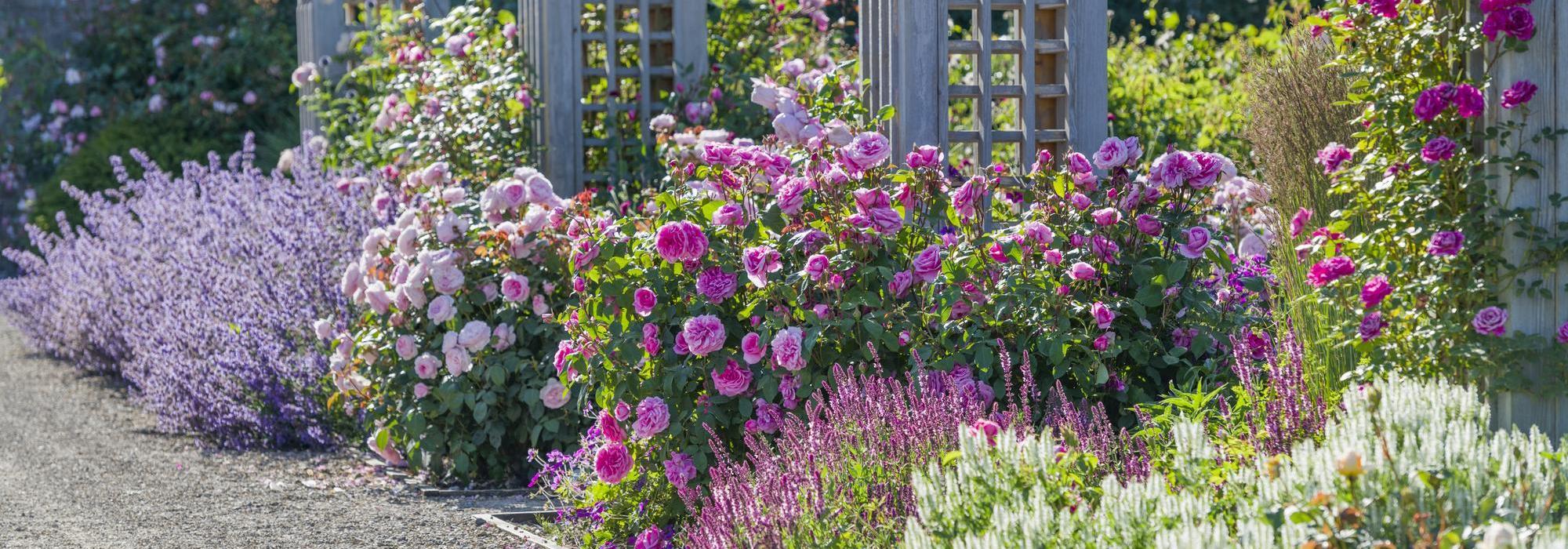Rosa Gertrude Jekyll and Olivia Rose Austin planted together in a border