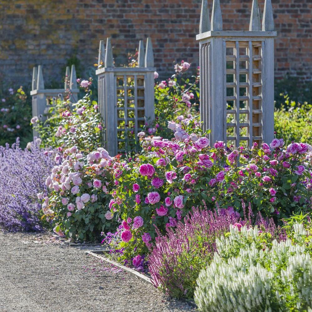 Rosa Gertrude Jekyll and Olivia Rose Austin planted together in a border