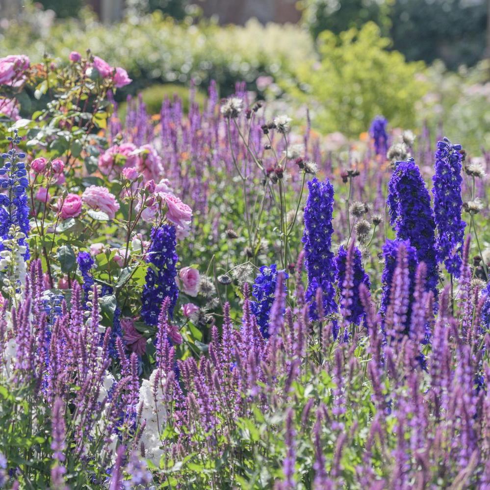 Rosa_Gertrude_Jekyll_delphiniums_and_Salvia_nemorosa_Amethyst