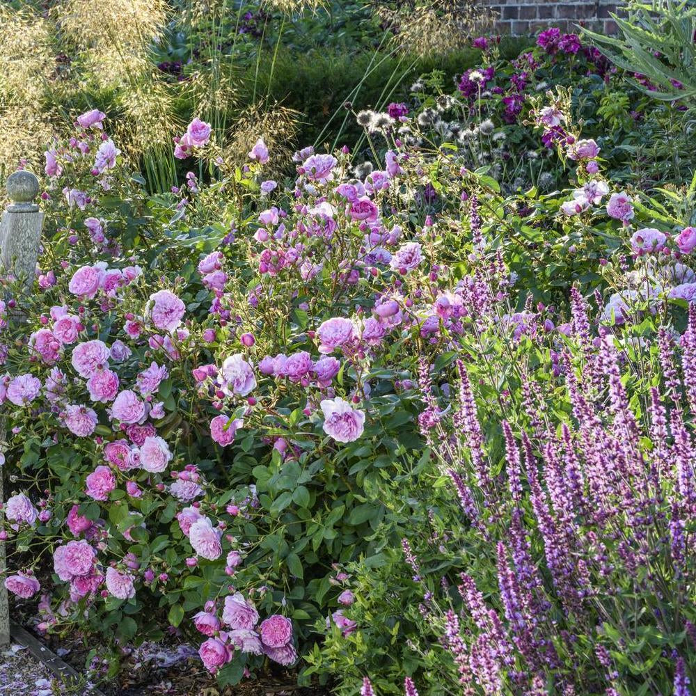 Rosa_Harlow_Carr_Stipa_gigantea_and_Salvia_nemorosa_Amethyst