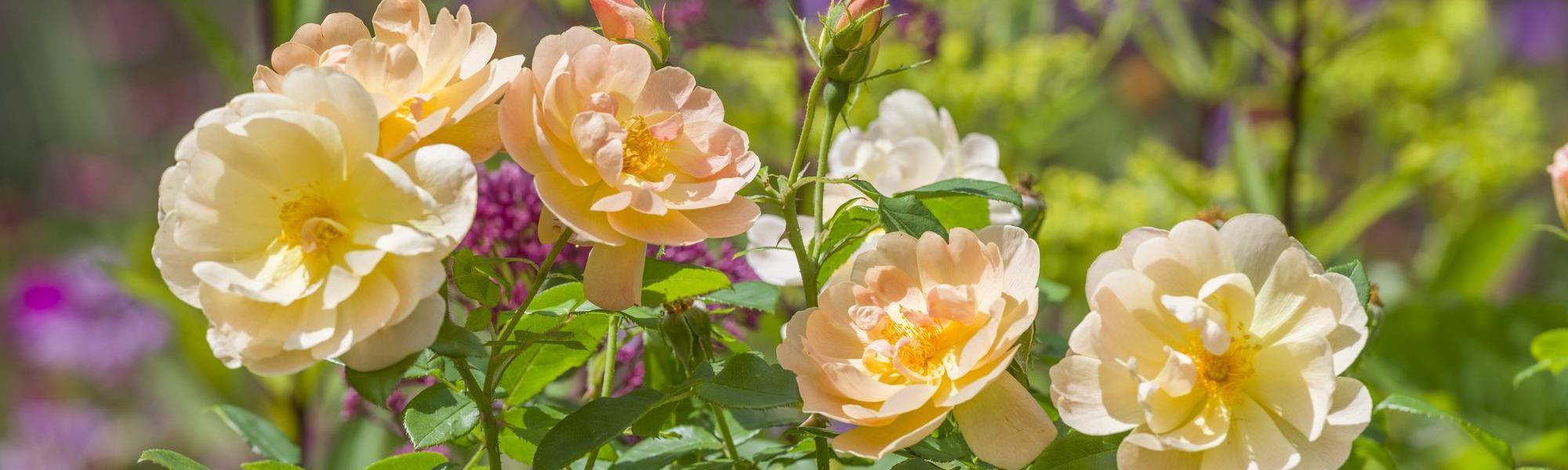 Image of The Lark Ascending, English rose by David Austin Roses.