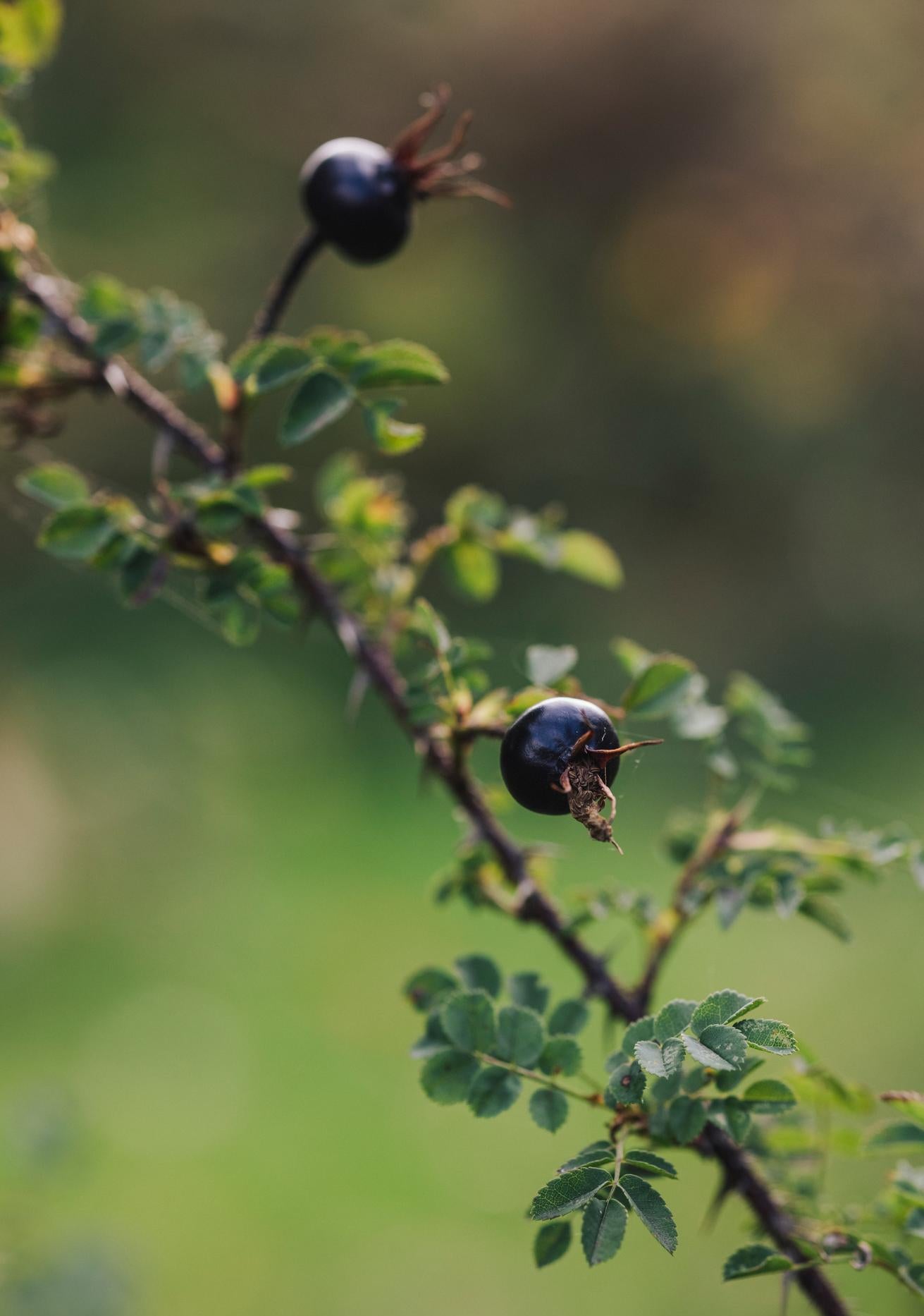 Rosa_pimpinellifolia