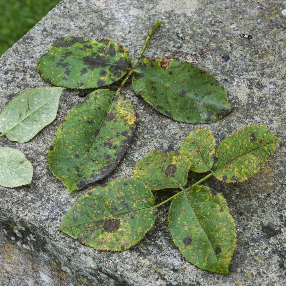 Rose leaf showing black spot