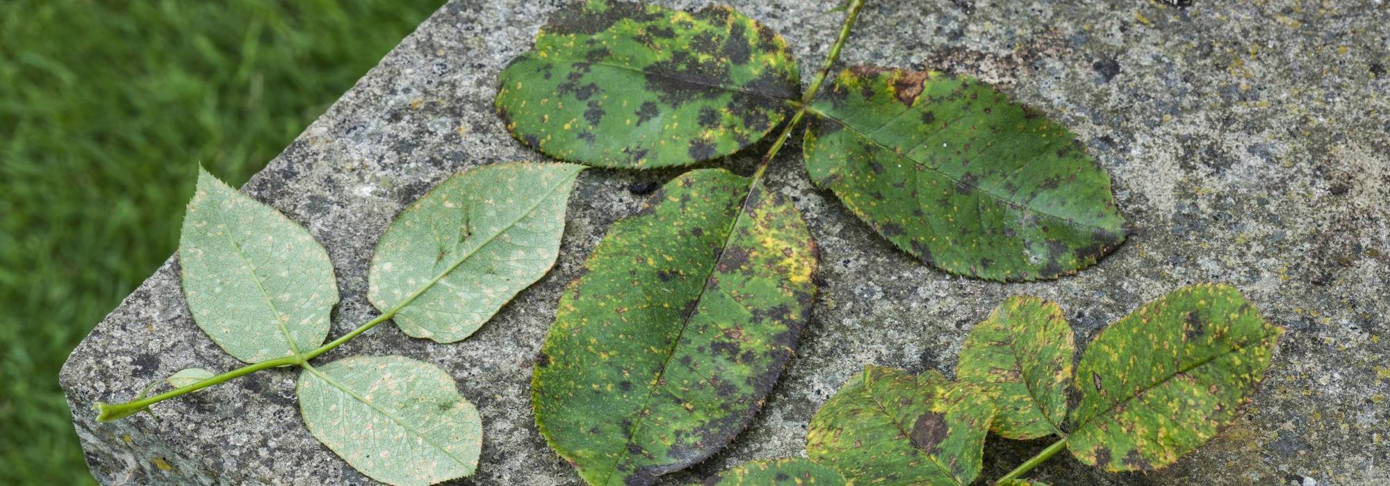 Image of rose leaves showing a mixture of diseases