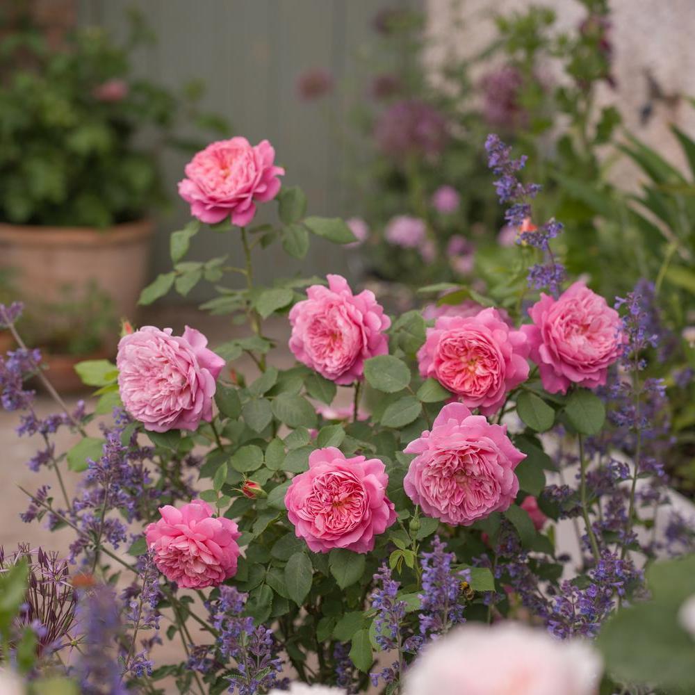 Emma Bridgewater (Ausb44a16) | English Shrub Rose | David Austin Roses